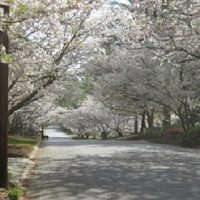 Gallery 2 - Cherry Blossom Riding Trail Tour