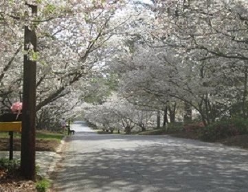 Gallery 2 - Cherry Blossom Riding Trail Tour