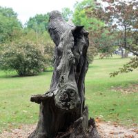 Gallery 2 - Owl Tree Carving