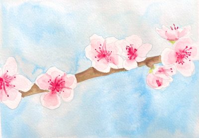Cherry Blossom Watercolor & Wine